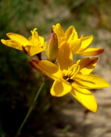 Ixia dubia bud among flowers